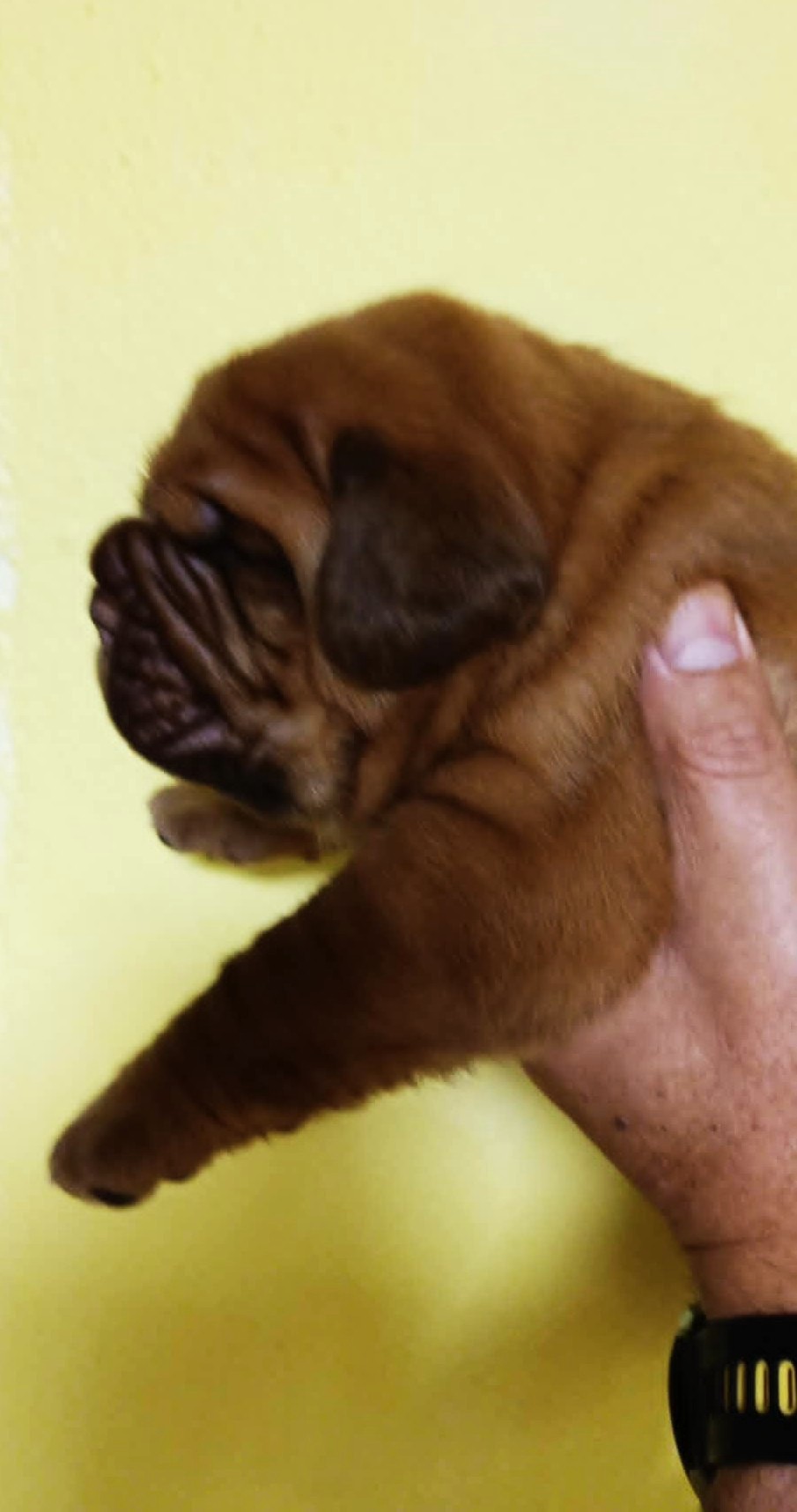 Pes, Rude, Enjoy Simone Bordo ,rezervován